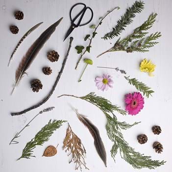 A beautiful array of natural materials on a white background, like leaves, sticks, petals, feathers and pine cones