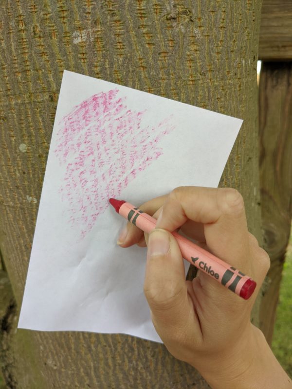 pink crayon on paper, tracing against bark of tree