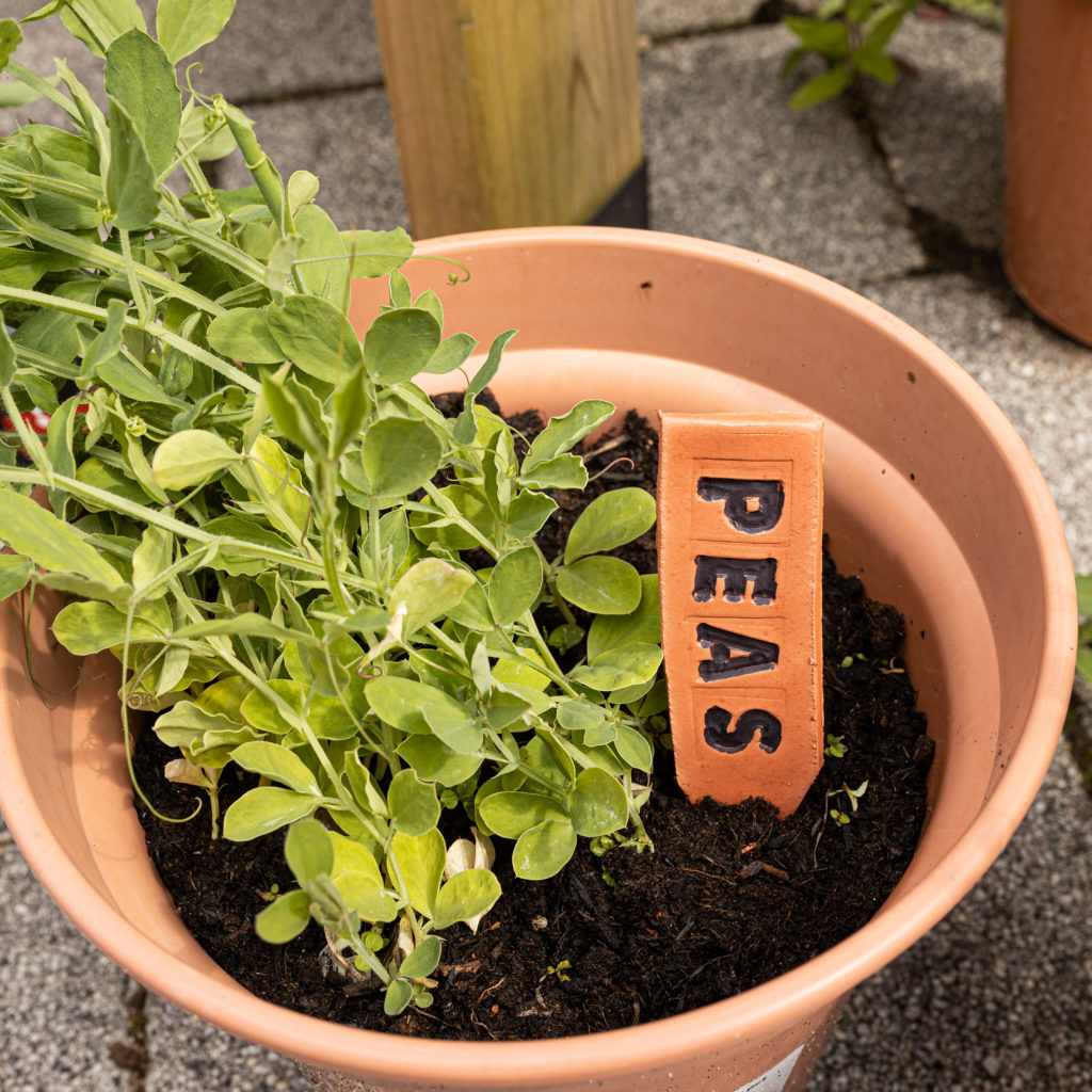 Clay plant markers next to a green plant in a terracotta pot. The label says Peas