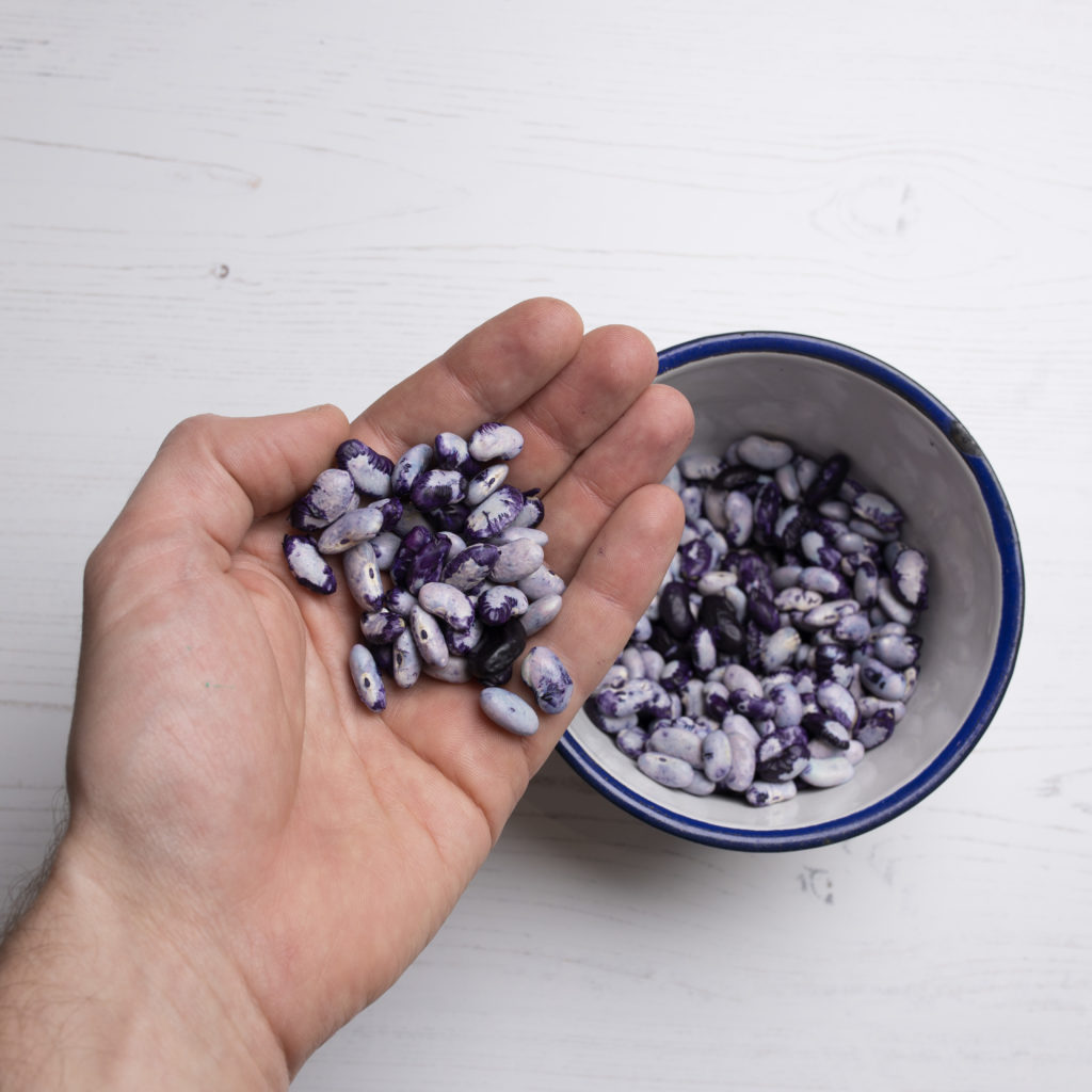 A hand holding some scented beans, which are white and purple