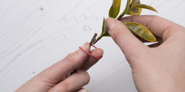 A hand attaching leaves to a twig with elastic bands