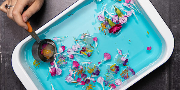 Image shows a deep tray with water coloured using food colouring, and the ice cubes and flowers floating around in the tray. A hand holds a large scoop. / --