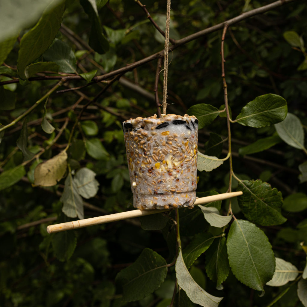 Image shows bird feeder hanging in the tree surrounded by dark green leaves