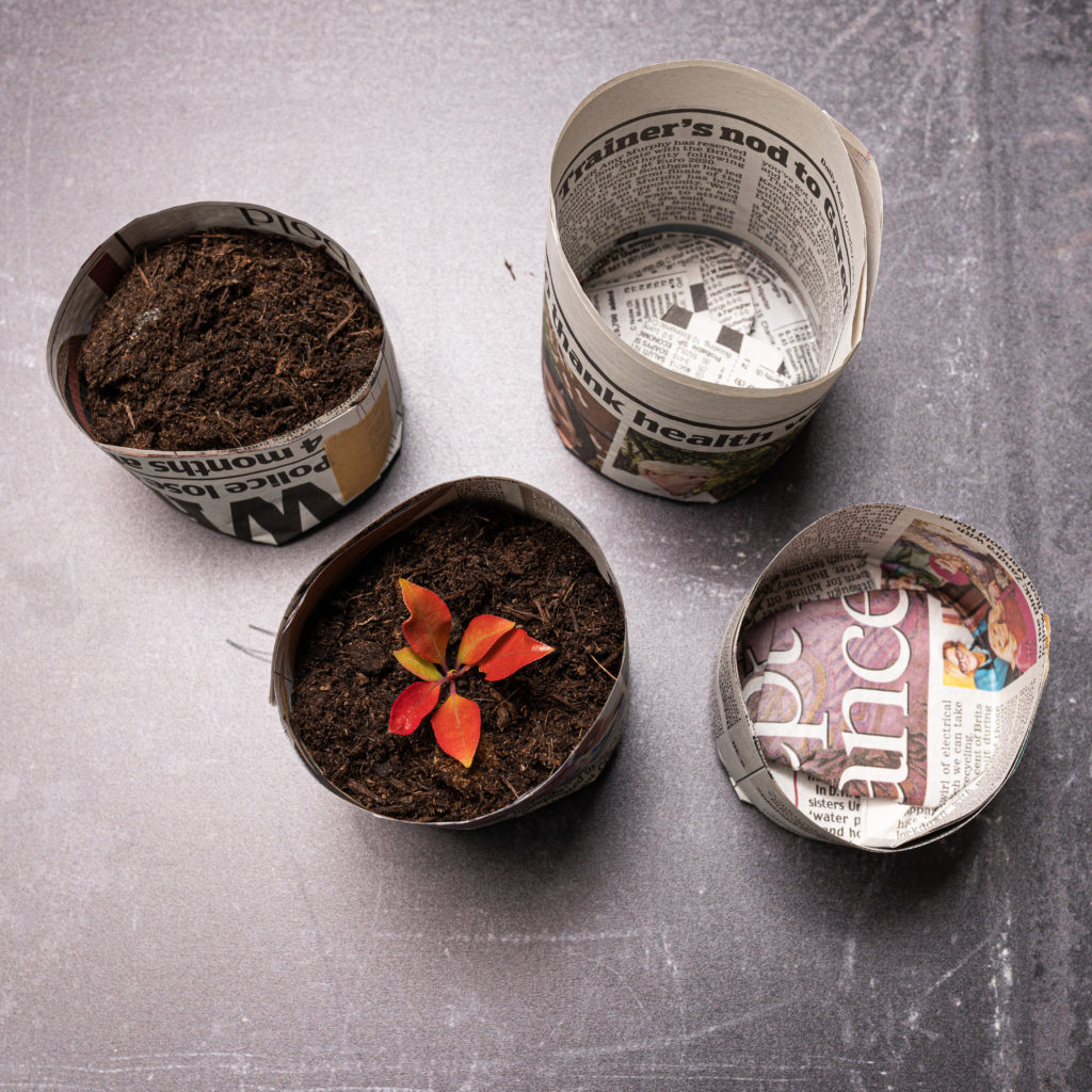 Image shows 4 newspaper seedling pots, the left 2 are filled with soil and the bottom left also has a seedling in it.