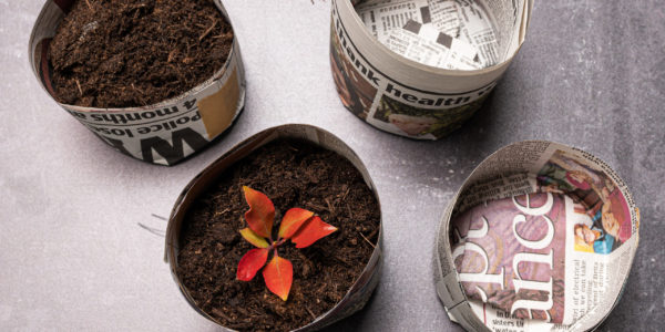 Image shows 4 newspaper seedling pots, the left 2 are filled with soil and the bottom left also has a seedling in it.