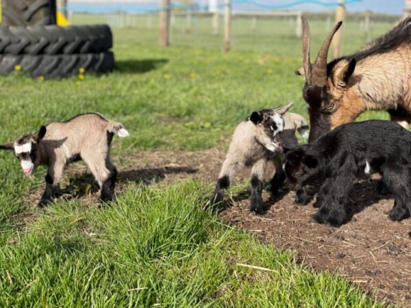 2 baby goats and 1 adult goat on the grass