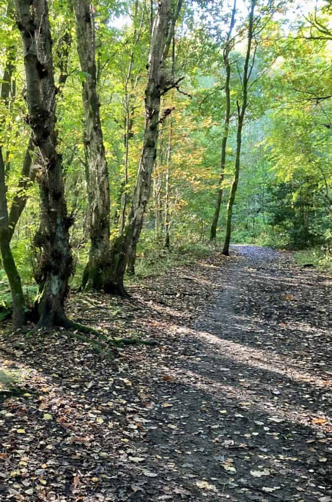 A woodland scene. Trees to the left and a footpath to the right